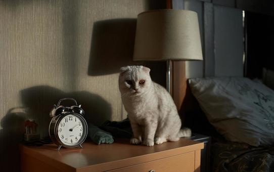 猫と目覚まし時計の写真