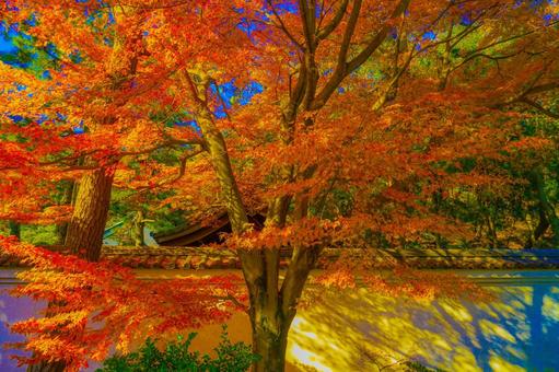 庭園の紅葉と塀 庭園の紅葉と塀 紅葉,木,楓の写真素材