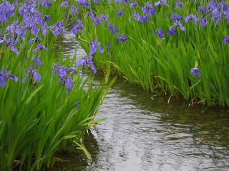 花咲くせせらぎ 花菖蒲,アヤメ,アイリスの写真素材