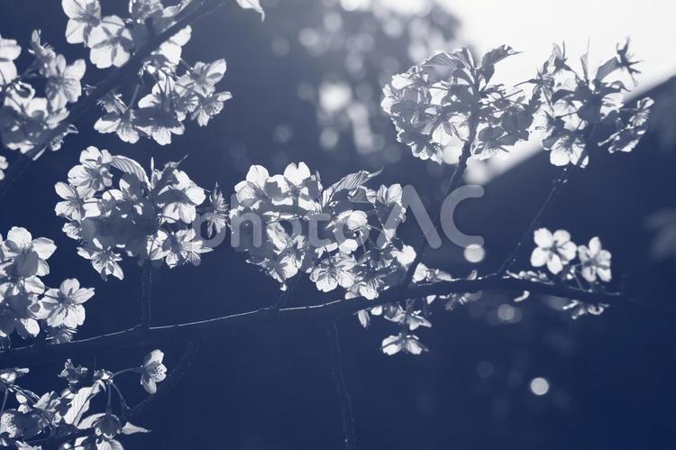 さくらの花が咲く頃に 春,さくら,桜の写真素材