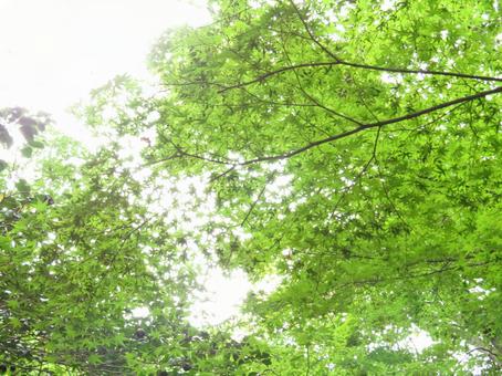 Green shower, bois, vert, forêt, JPG