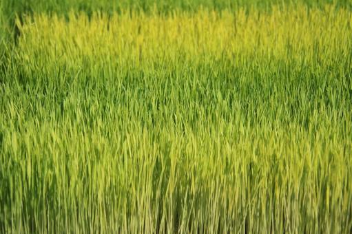 Rice before planting 1, JPG Rice before planting 1, JPG