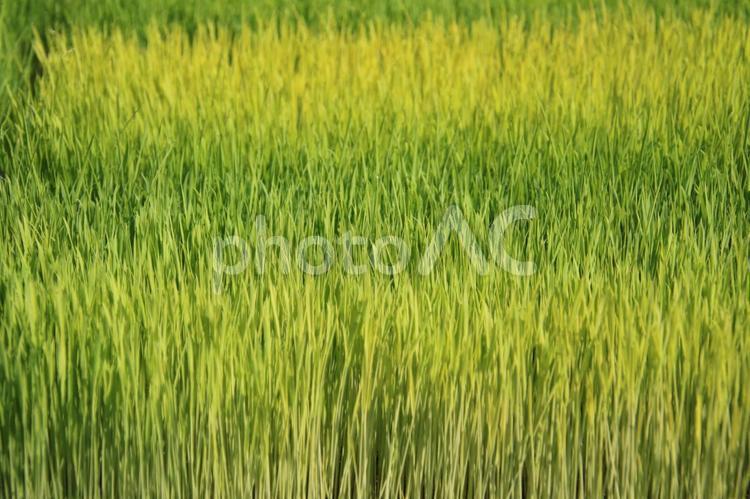 植え付け前の稲1 稲,苗,米の写真素材