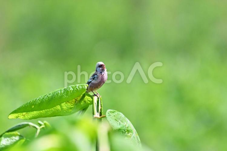 ベニマシコ ベニマシコ,赤い鳥,野鳥の写真素材