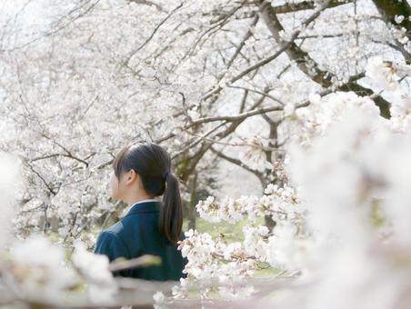 桜の中の女子中学生 中学生,新入学,新学期の写真素材