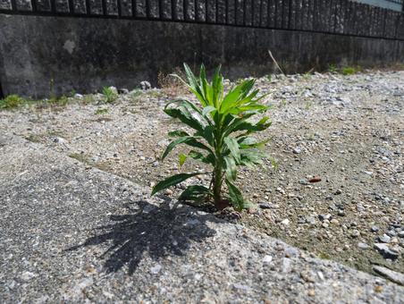 弱いと分かっていても 弱いと分かっていてもの写真
