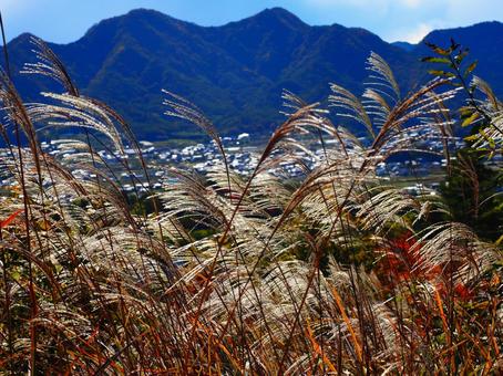 ススキ（塩田平東山） ススキ,紅葉,秋の写真素材