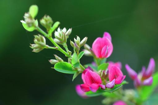 為豐收的月亮獻花, JPG 為豐收的月亮獻花, hagi, bush clover, flower, JPG