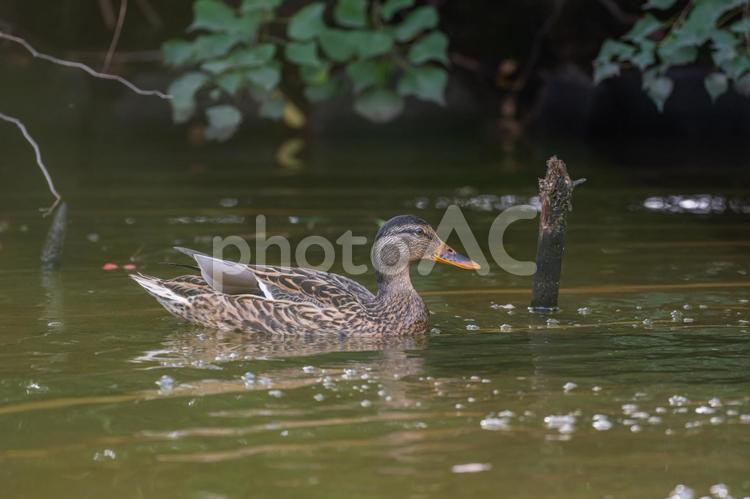 池を泳ぐマガモ マガモ,カモ,鴨の写真素材