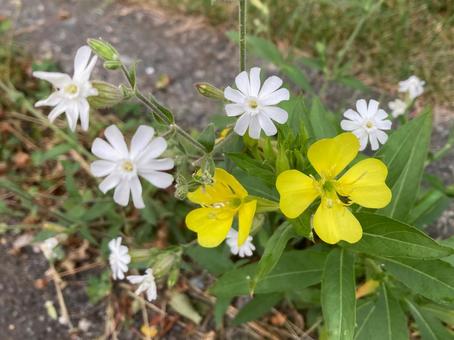 野の花 野の花の写真