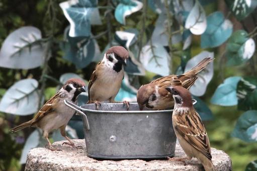 すずめ餌場群れ すずめ餌場群れ 自然,野鳥,小鳥の写真素材