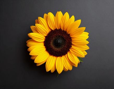 一輪のひまわりの花 一輪のひまわりの花の写真