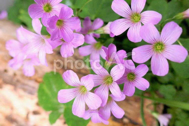 庭の野草　ムラサキカタバミ2 ムラサキカタバミ,小花,野草の写真素材