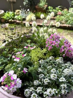 アリッサムのかわいい寄せ植え アリッサムのかわいい寄せ植え アリッサム,メネシア,花の写真素材