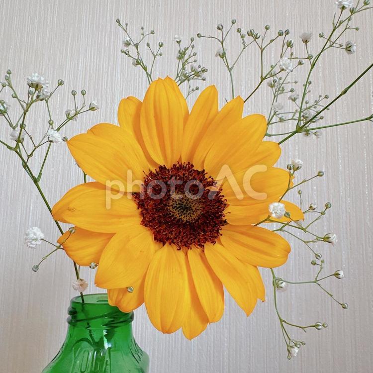 ひまわりとかすみそう ガーデン,ひまわり,花の写真素材