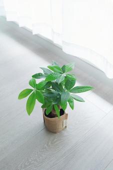 窓辺の小さなパキラ 窓辺の小さなパキラ 観葉植物,グリーン,植物の写真素材