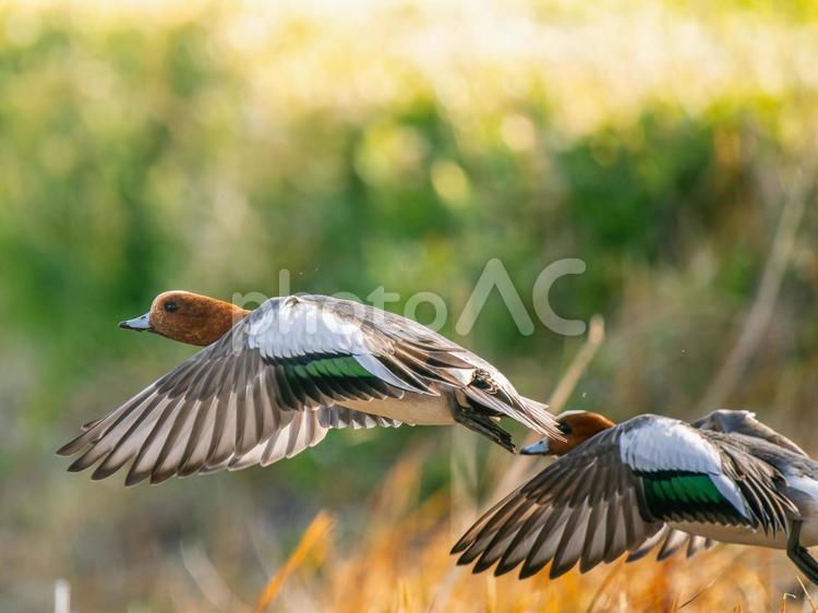 羽ばたくヒドリガモ ヒドリガモ,カモ,鴨の写真素材