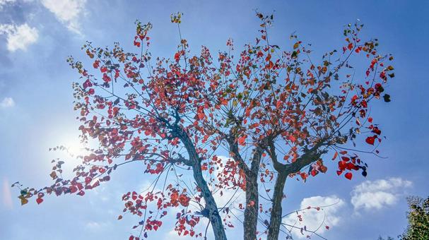 １１月の街路樹 街路樹,秋,紅葉の写真素材