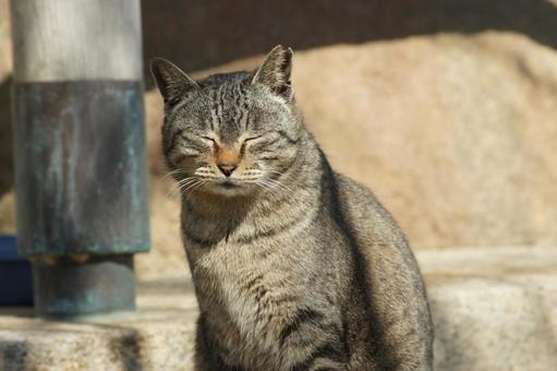 ねこ ねこの写真
