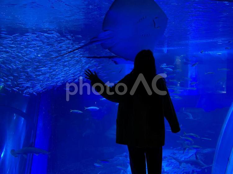 水族館でデート 自然,生物,海の写真素材