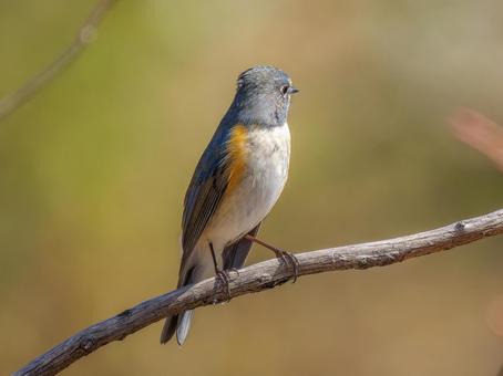 枝にとまるルリビタキ 枝にとまるルリビタキ ルリビタキ,野鳥,鳥の写真素材