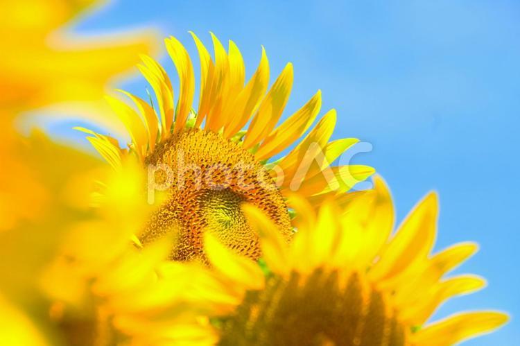 夏のイメージ　ひまわりの花 さわやか,ひまわり,向日葵の写真素材