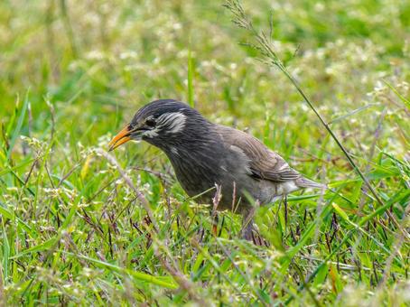 地面を歩くムクドリ 地面を歩くムクドリ ムクドリ,椋鳥,野鳥の写真素材