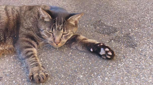 脱力して無気力なあざと過ぎる肉球猫 脱力して無気力なあざと過ぎる肉球猫 猫,キジトラ,肉球の写真素材