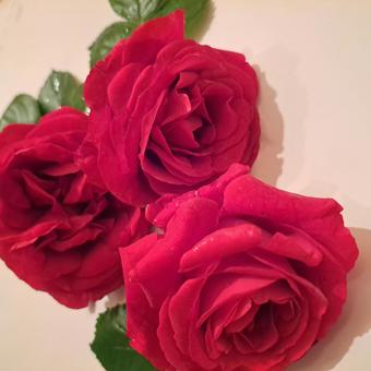 薔薇 薔薇の写真