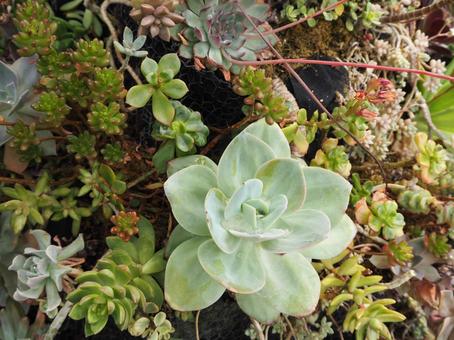 succulent plants succulent plants