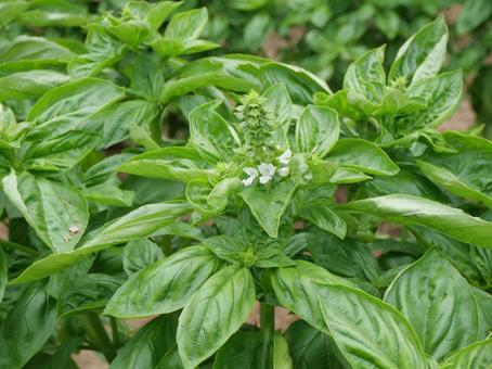 バジル バジル,ハーブ,花の写真素材