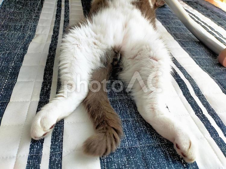 上向けで開いていてお腹がふわふわな猫 生き物,猫,ブリティッシュショートヘアの写真素材