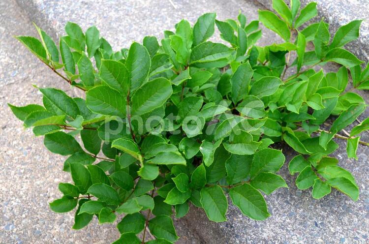 地面の隙間に生えた草 植物,草,アップの写真素材