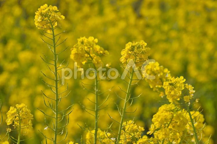 	満開の菜の花の群れ 菜の花,黄色,春の写真素材
