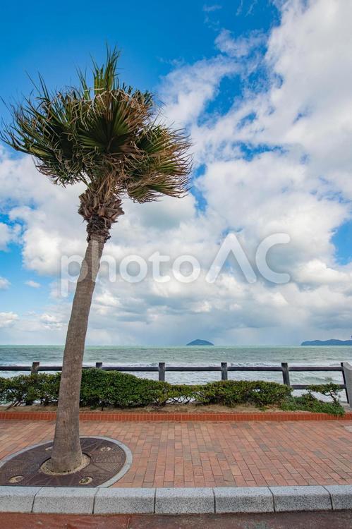 ヤシの木のある海岸沿いから眺めた海 海,海岸,海岸沿いの写真素材
