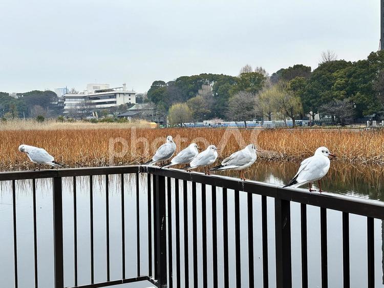 上野恩賜公園　不忍池　鳥 上野恩賜公園（うえのおんしこう,台東区,不忍池（しのばずのいけ）の写真素材