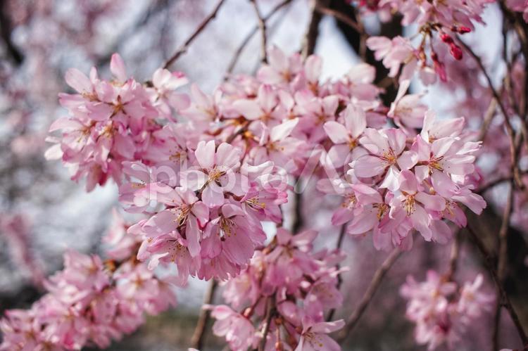 枝垂れ桜のアップ  枝垂れ桜,桜,春の写真素材