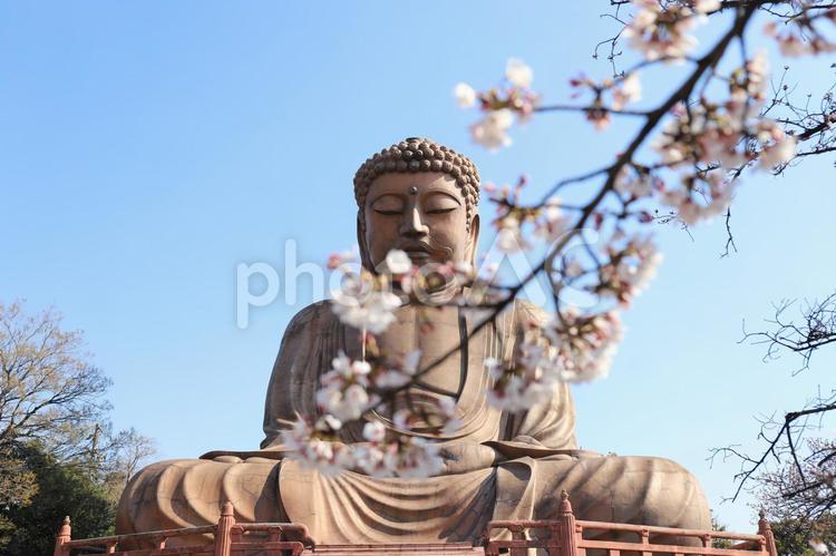 聚楽園の大仏　桜 大仏,桜,聚楽園の写真素材
