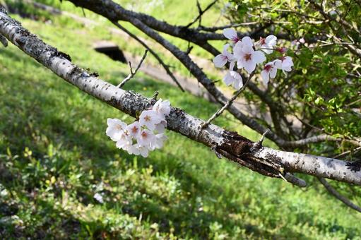 公園で咲く桜 桜,花,花びらの写真素材