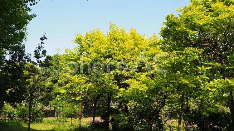 初夏の都会の憩い・新緑の木場公園・東京都 初夏,木場公園,新緑の写真素材
