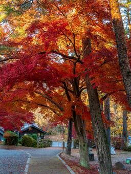 月の石もみじ公園の紅葉 長瀞,紅葉,黄色の写真素材