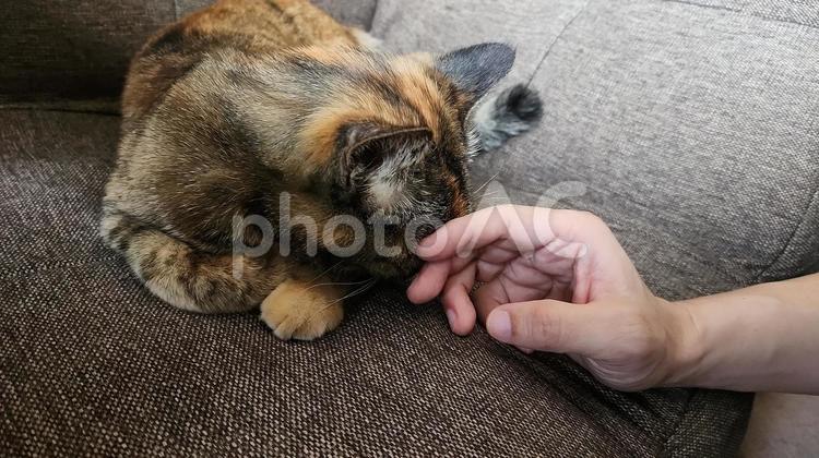 パパ会いたかったのにゃ編 手,ねこ,ネコの写真素材