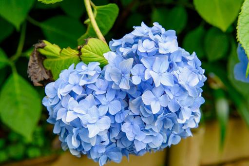 紫陽花 梅雨の季節 紫陽花 梅雨の季節の写真