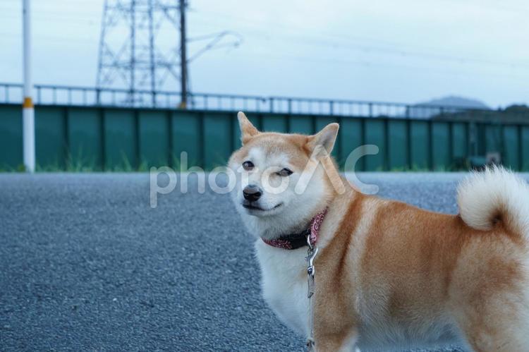 いつもの散歩道で電車を待つゆず 柴犬,犬,日本犬の写真素材