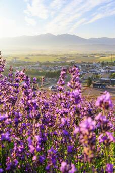 ラベンダー畑と中富良野町 ラベンダー,ラベンダー畑,夏の写真素材