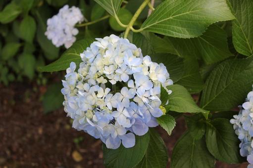 Hydrangea 68, JPG
