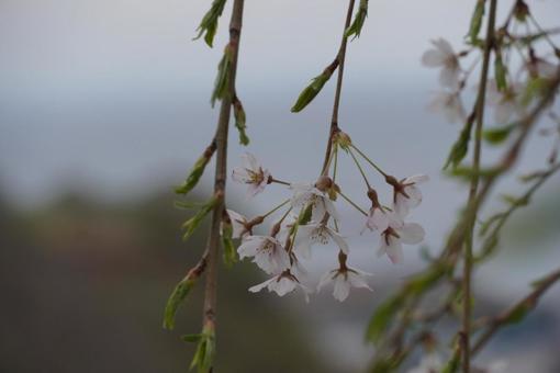 しだれ桜 しだれ桜の写真