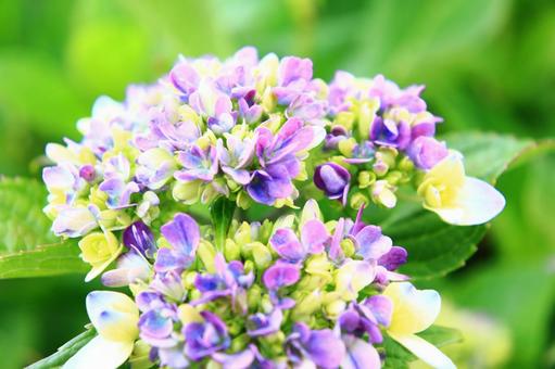 紫陽花のドアップでガクガク祭り 紫陽花のドアップでガクガク祭り 紫陽花,あじさい,エゾアジサイの写真素材