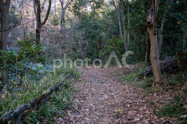 冬の森林浴 木,自然,風景の写真素材