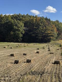 晩秋の田んぼ（藁ロール）の写真